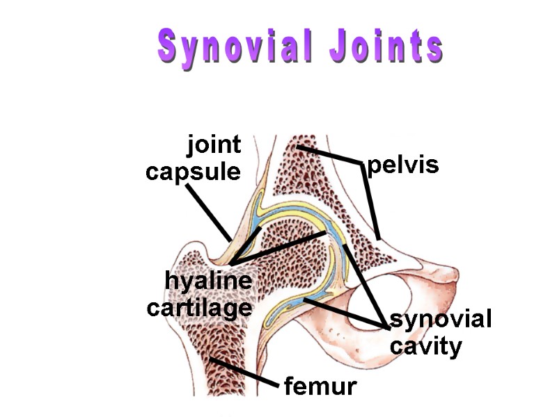 >Synovial Joints